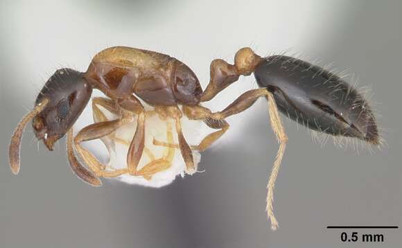 Monomorium floricola (Jerdon 1851) resmi