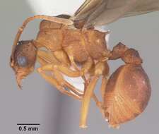 Image of Northern Fungus Farming Ant