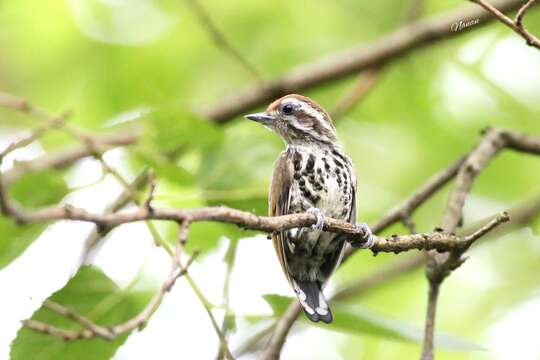 Image of Speckled Piculet