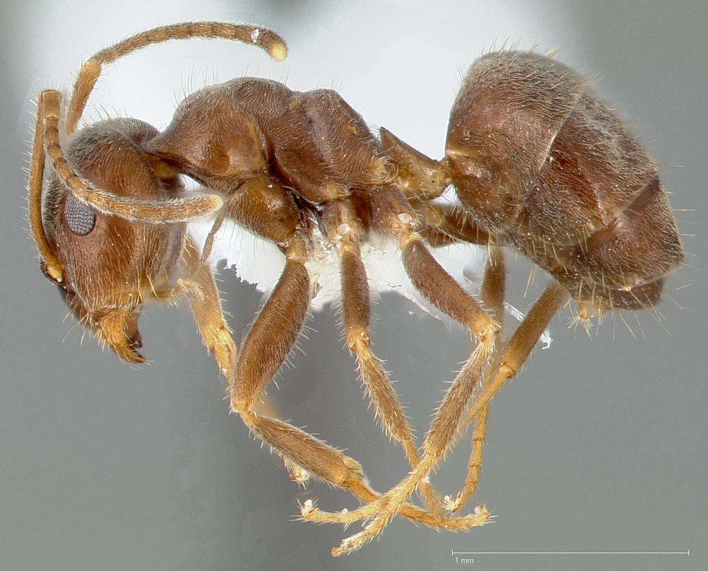 Imagem de Lasius niger (Linnaeus 1758)