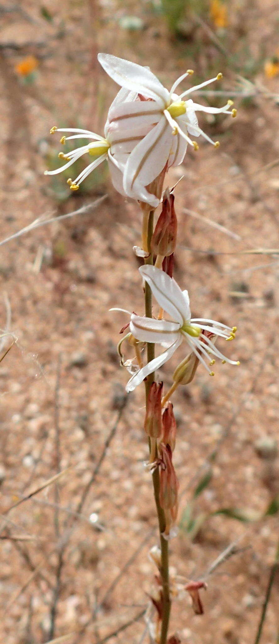 Image of Chlorophytum crassinerve (Baker) Oberm.