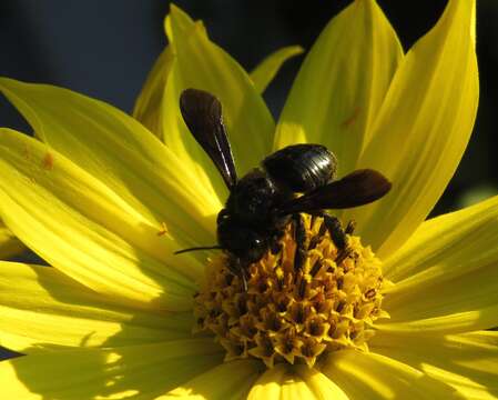 Image of Carpenter-mimic Leaf-cutter Bee