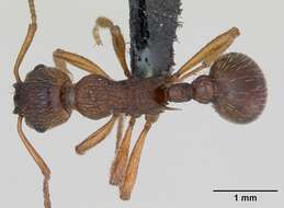 Image of Myrmica ruginodis Nylander 1846