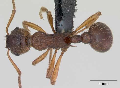 Image of Myrmica ruginodis Nylander 1846