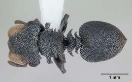 Cephalotes eduarduli (Forel 1921) resmi