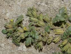 Image of Playa Yellow Scorpion-Weed