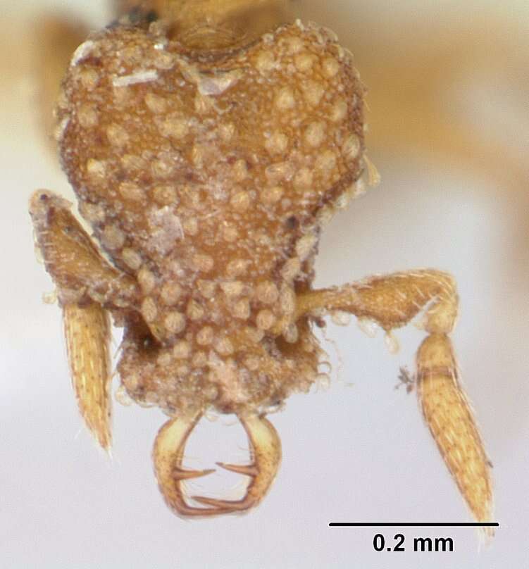 Image of Strumigenys emmae