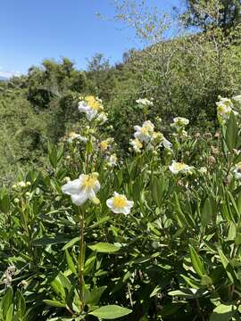 Image of tree anemone