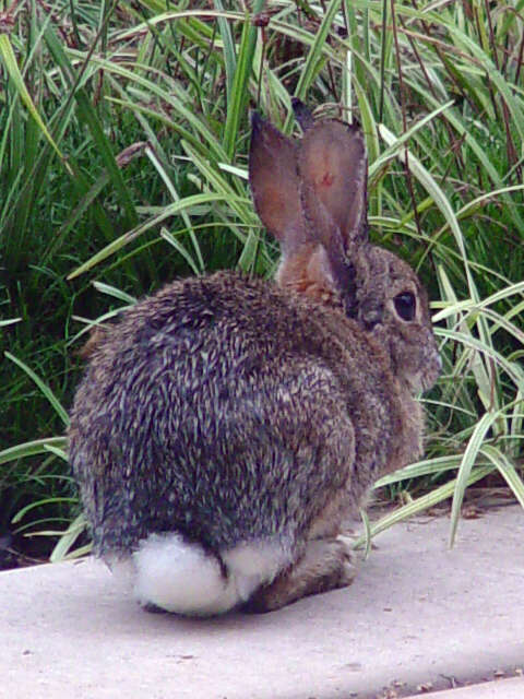 Image of Audubon's Cottontail