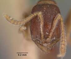 Onychomyrmex doddi Wheeler 1916的圖片