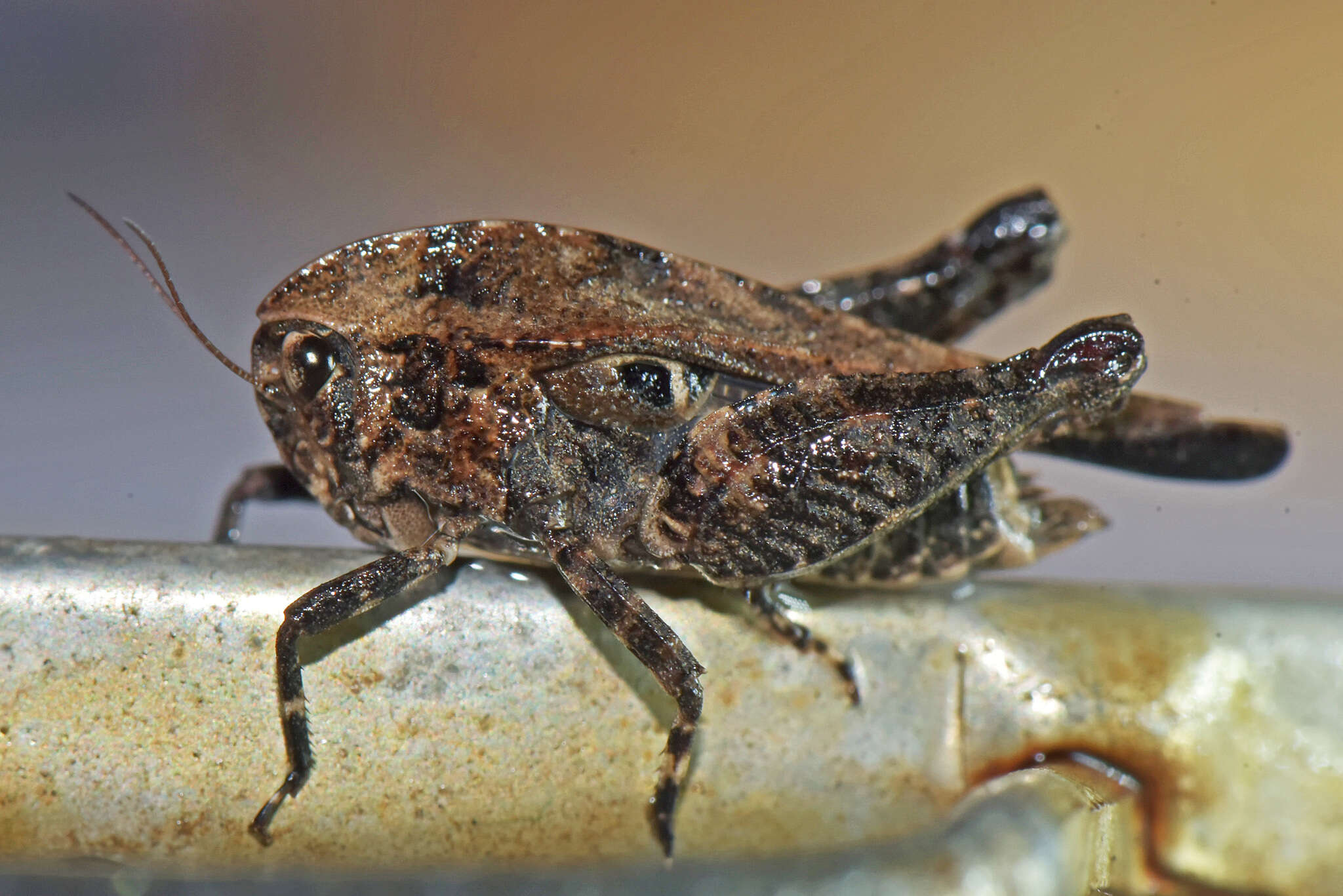 Image of Phloeonotus humilis (Gerstaecker 1869)