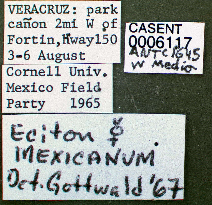 Image of Eciton mexicanum Roger 1863