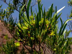 Image de Dodonaea viscosa subsp. angustifolia (L. fil.) J. G. West