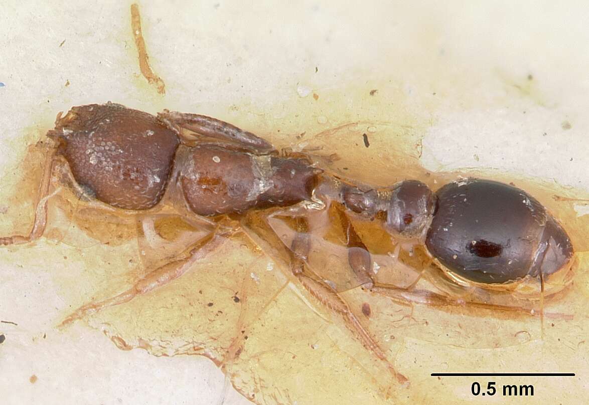 Image of Ant