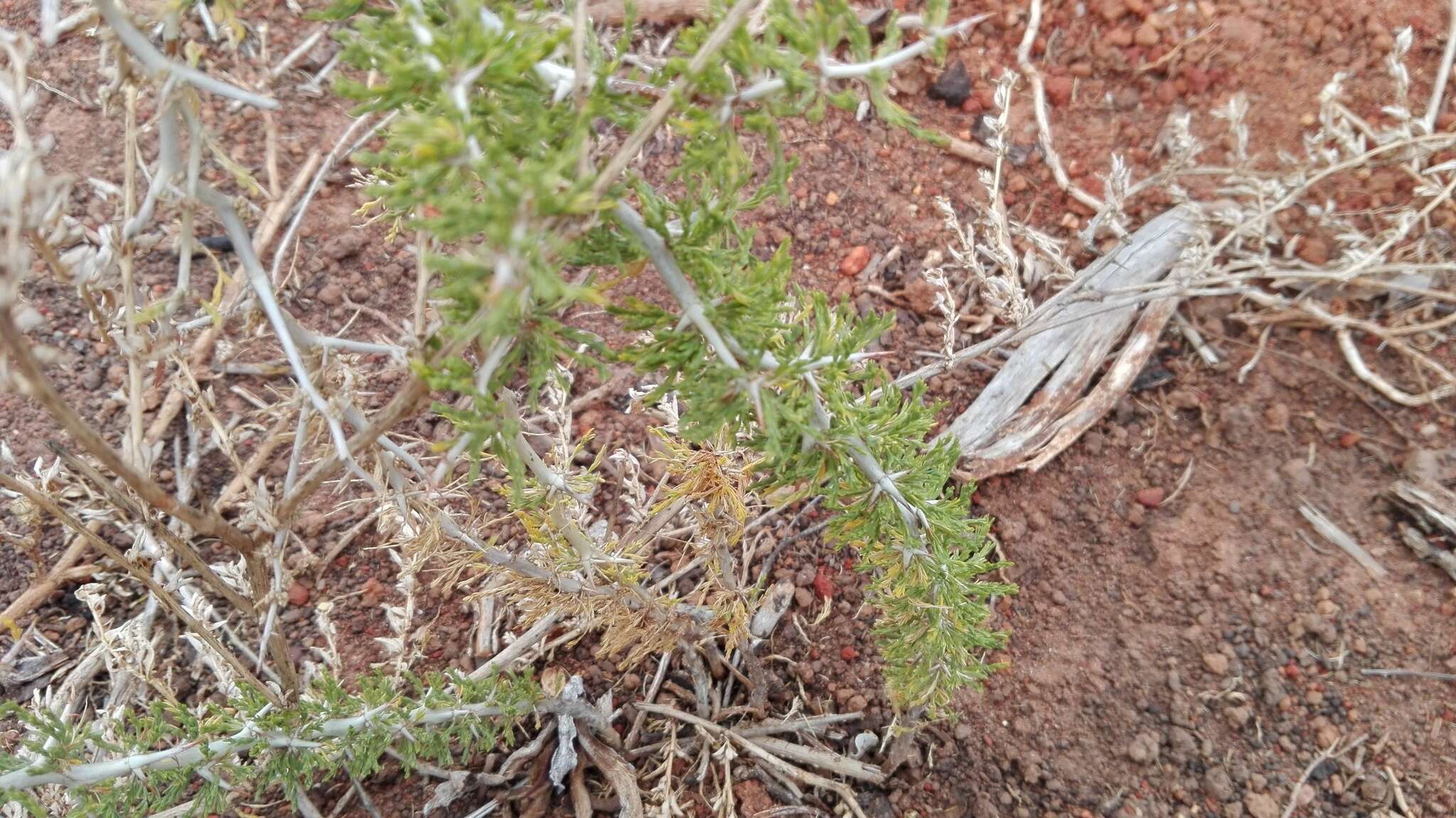 Image of Asparagus burchellii Baker