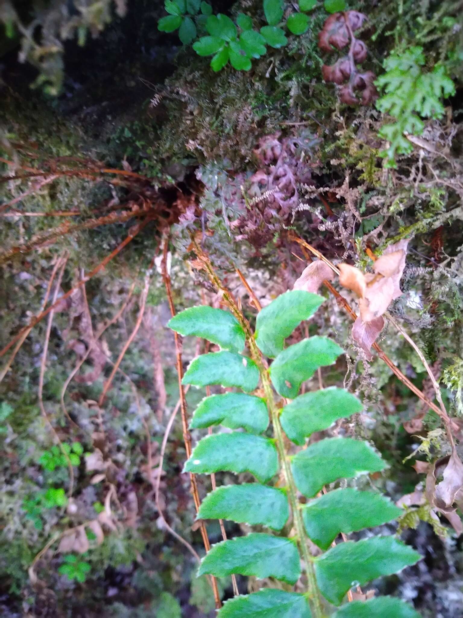 Polystichum nepalense (Spreng.) C. Chr. resmi