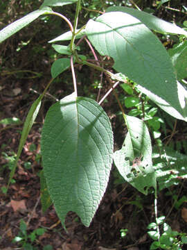 Image de Salvia cinnabarina M. Martens & Galeotti