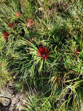 Fascicularia bicolor subsp. bicolor的圖片