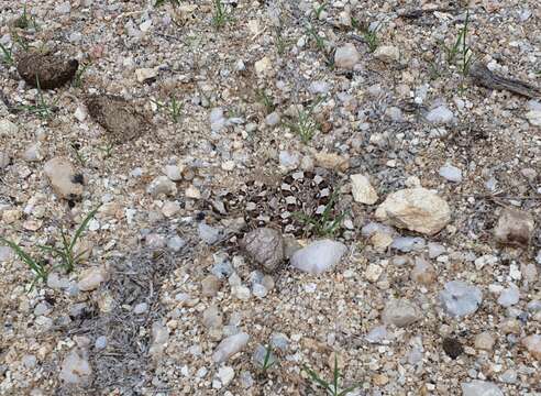 Image of Horned Adder