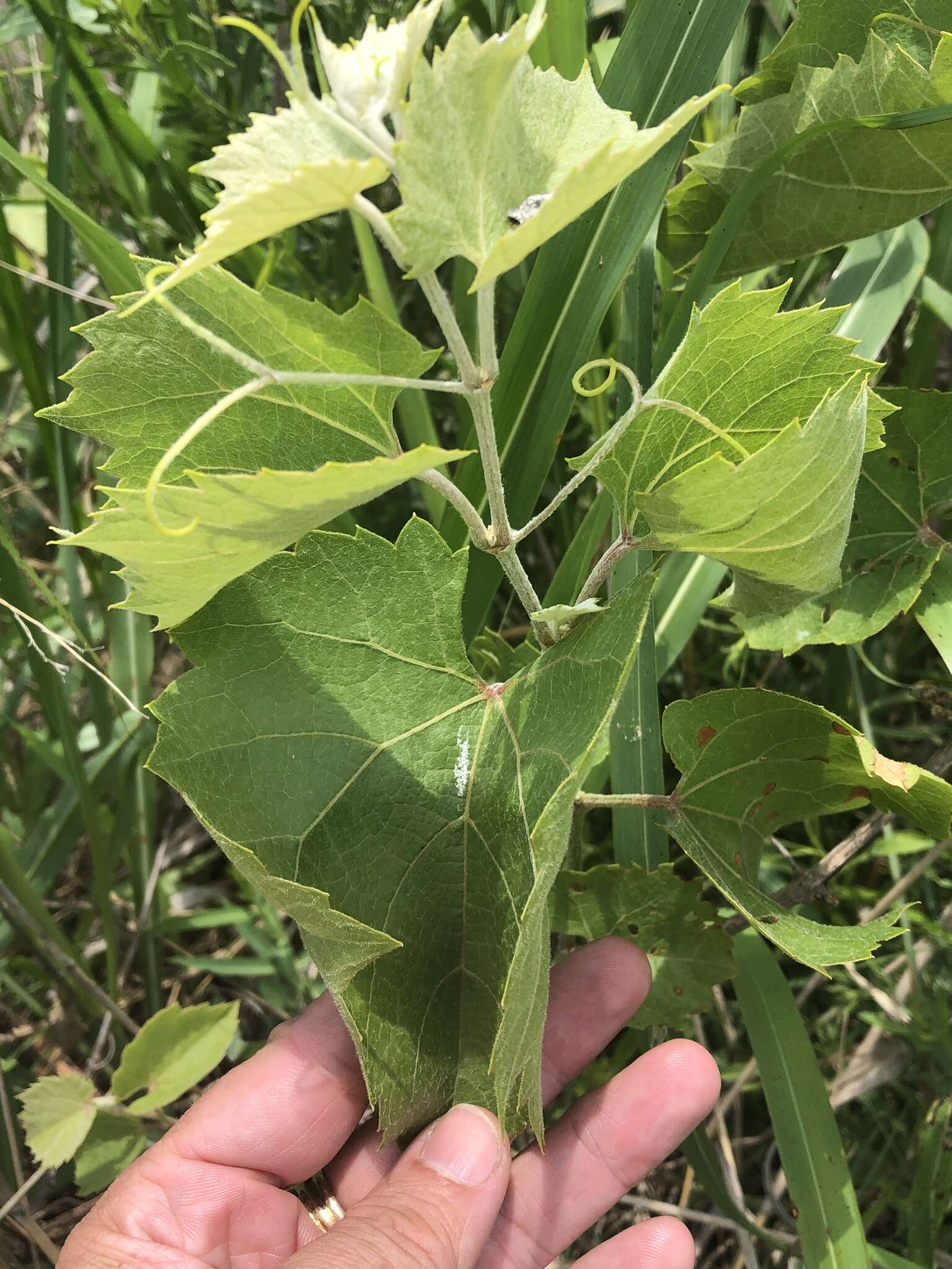 Plancia ëd Vitis acerifolia Raf.