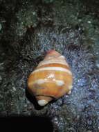 Image of West Indian crown conch