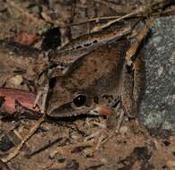 Litoria latopalmata Günther 1867的圖片