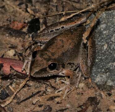 Litoria latopalmata Günther 1867的圖片