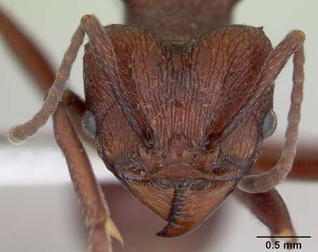 Image of Acromyrmex striatus (Roger 1863)