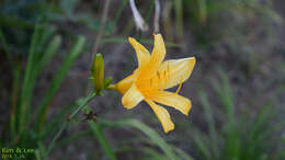 Слика од Hemerocallis hakuunensis Nakai