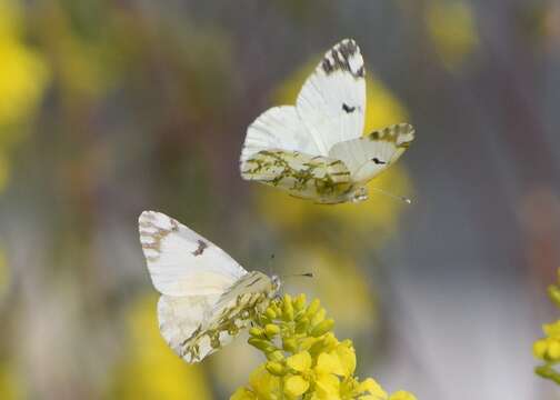 Euchloe ausonides (Lucas 1852) resmi