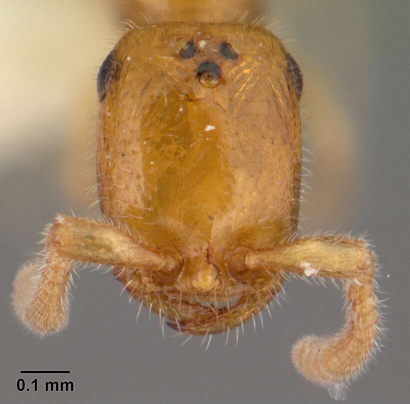 Apomyrma resmi