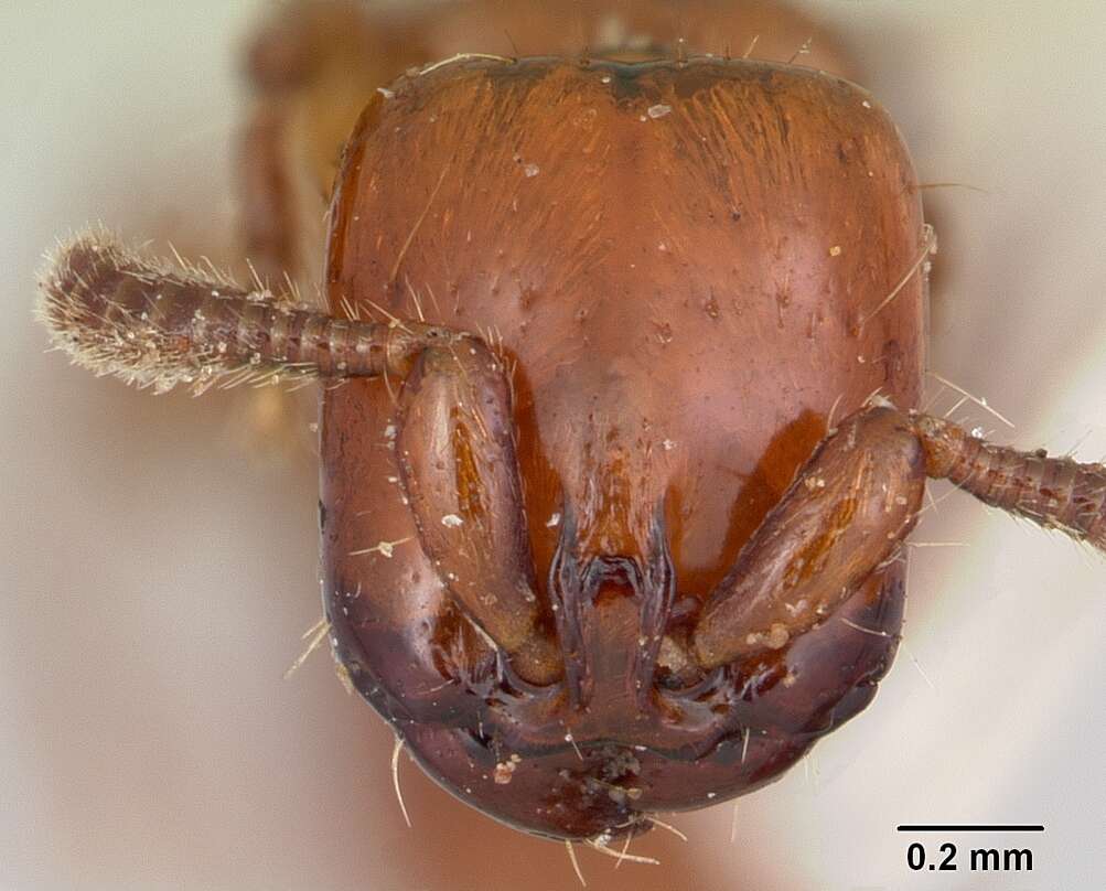 Imagem de Acanthostichus arizonensis