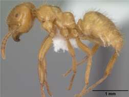 Imagem de Lasius latipes