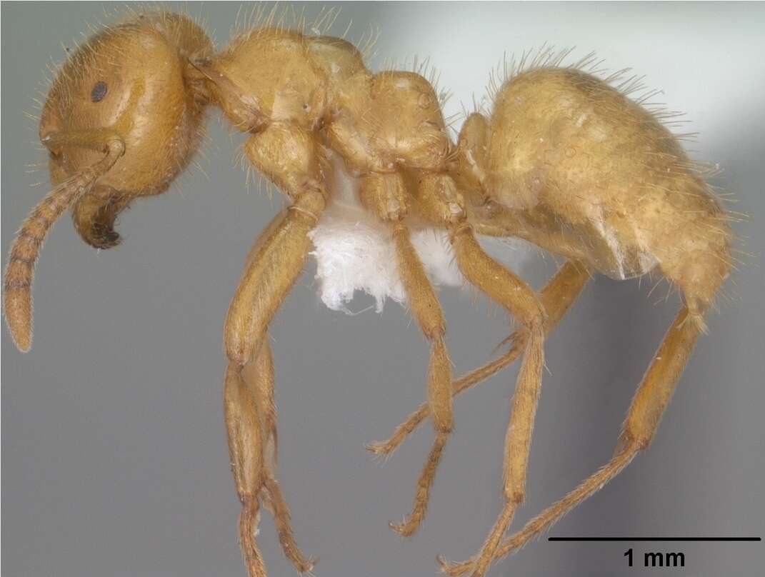 Image de Lasius latipes