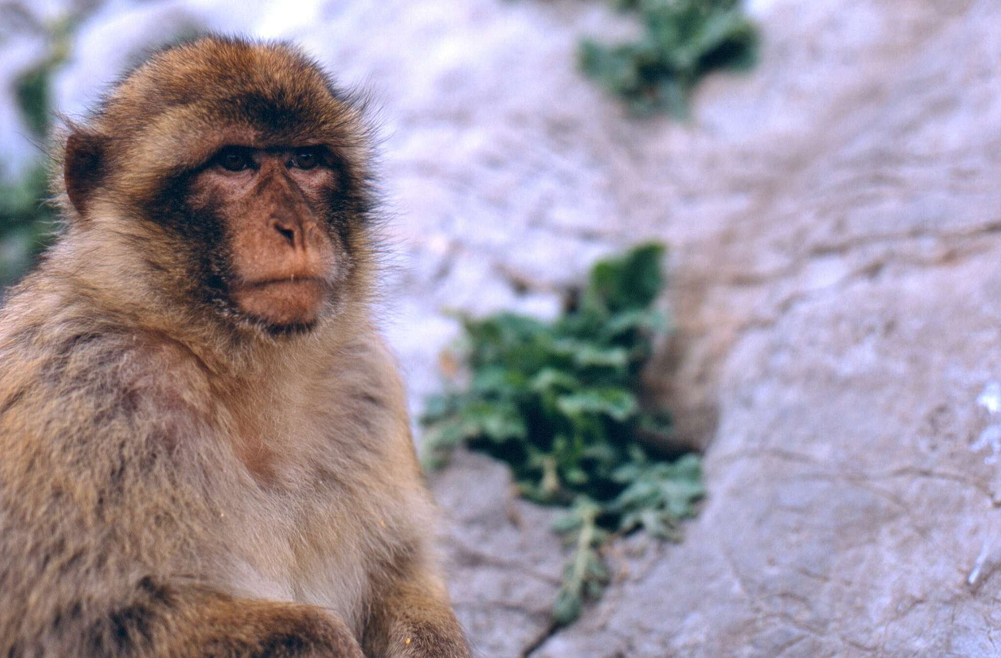 Image of Barbary Ape