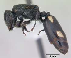 Cephalotes fiebrigi (Forel 1906) resmi