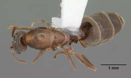 Image of Argentine Ant