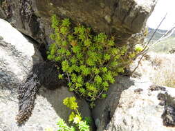 Plancia ëd Sedum ruwenzoriense E. G. Baker