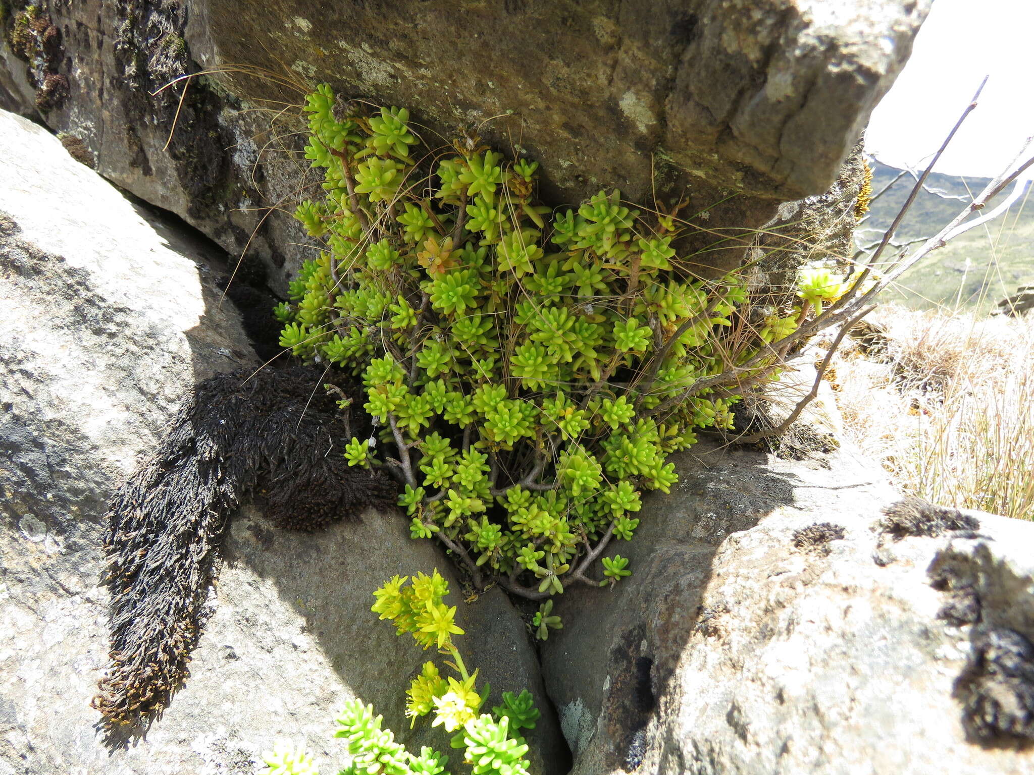 Imagem de Sedum ruwenzoriense E. G. Baker