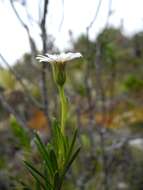 Image of Linochilus frontinensis