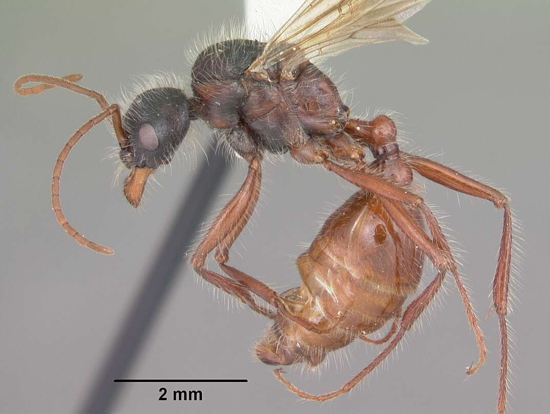 Image of Florida Harvester Ant