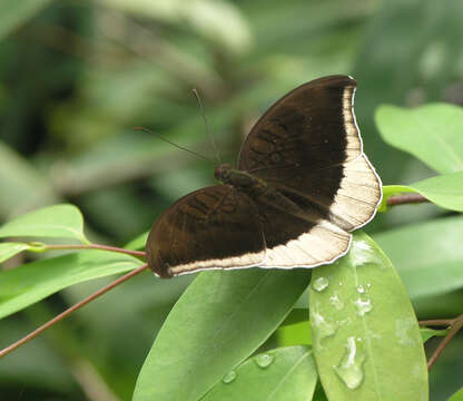 Image of Tanaecia lepidea cognata