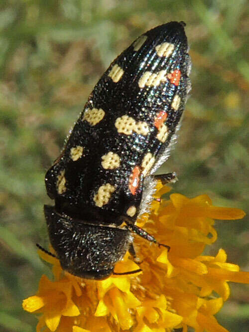 Image of Acmaeodera gibbula Le Conte 1858