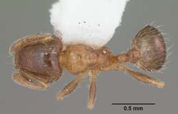 Pheidole bicarinata Mayr 1870 resmi