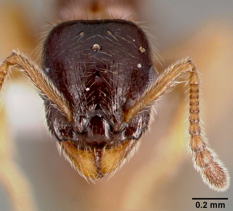 Image of Leptothorax pacis