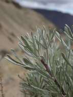 Image of scabland sagebrush