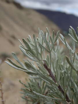 Sivun Artemisia rigida (Nutt.) A. Gray kuva