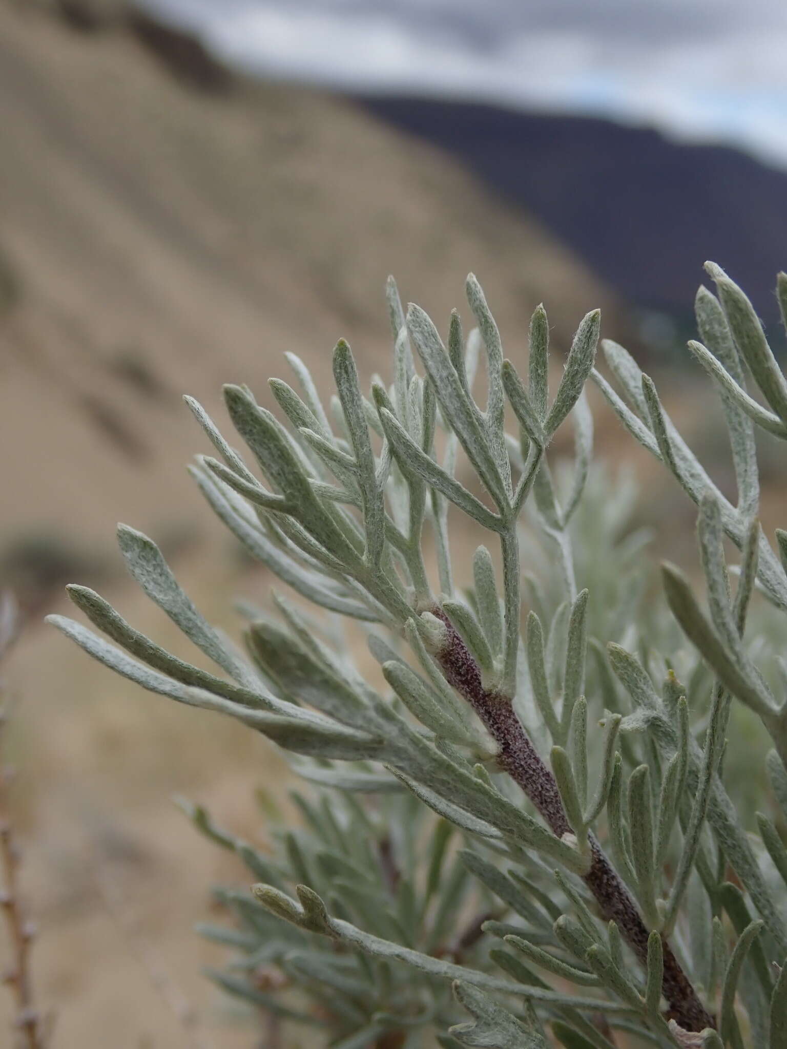 Image of scabland sagebrush