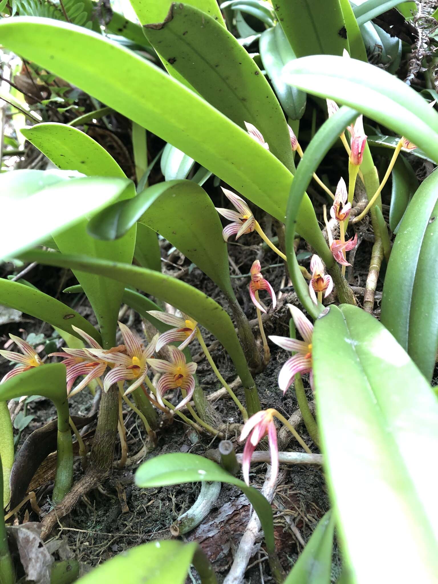 Sivun Bulbophyllum affine Wall. ex Lindl. kuva