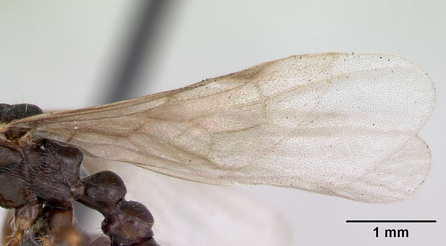 Image of Myrmica lonae